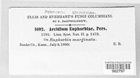 Endophyllum euphorbiae-sylvaticae image